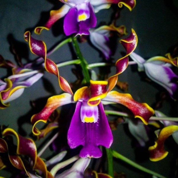 Dendrobium Lasianthera - anggrek dendro melintir - keriting lasiantera dewasa