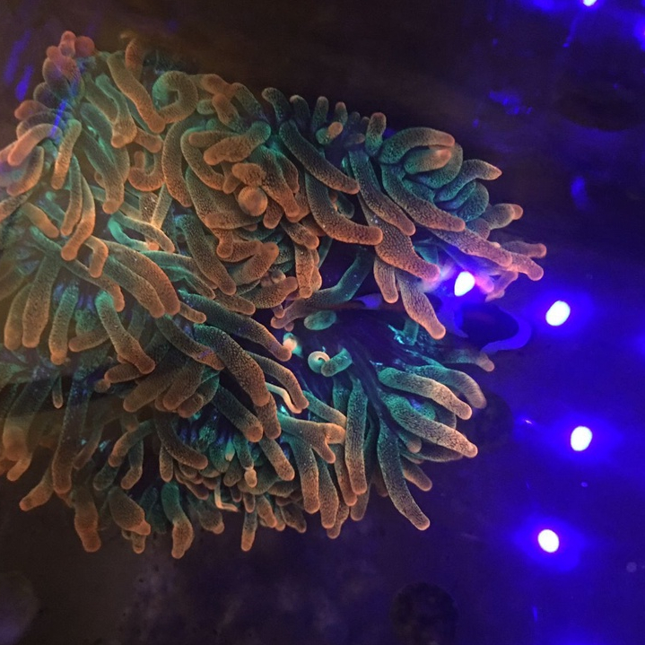 SNOWFLAK ANEMON JAGUNG BUBLETIP (GRAD A)