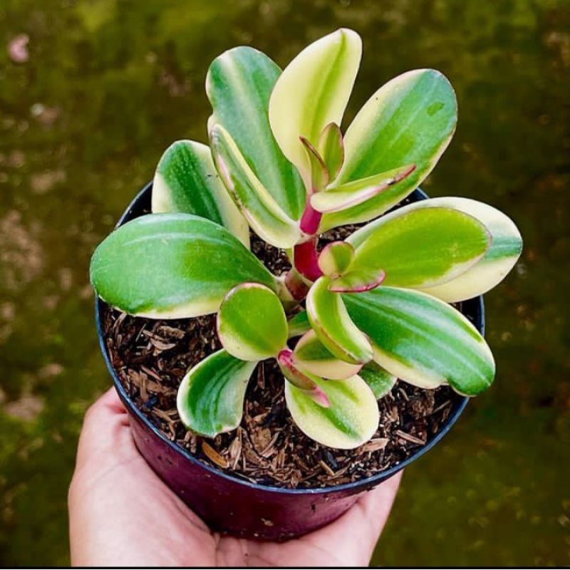 Sukulen Jade Plant