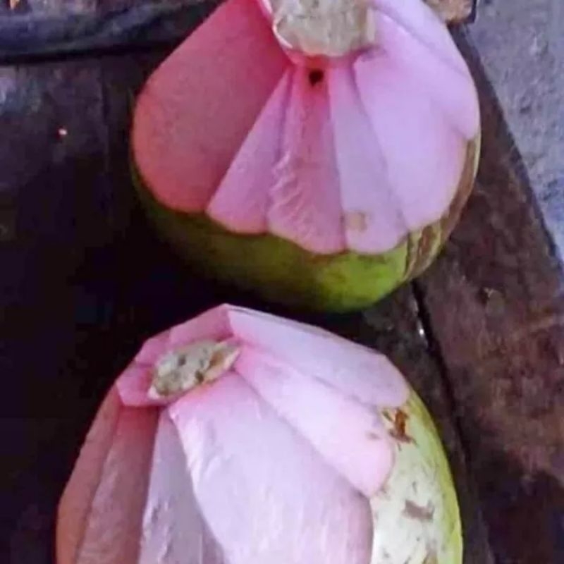 

Kelapa Ijo Untuk Obat/CM