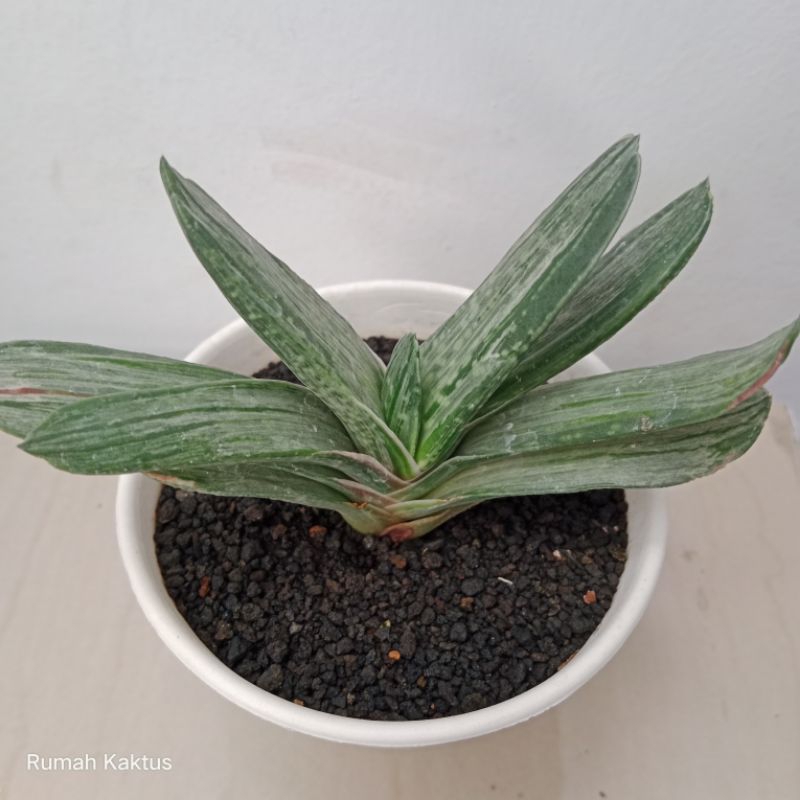 Gasteria