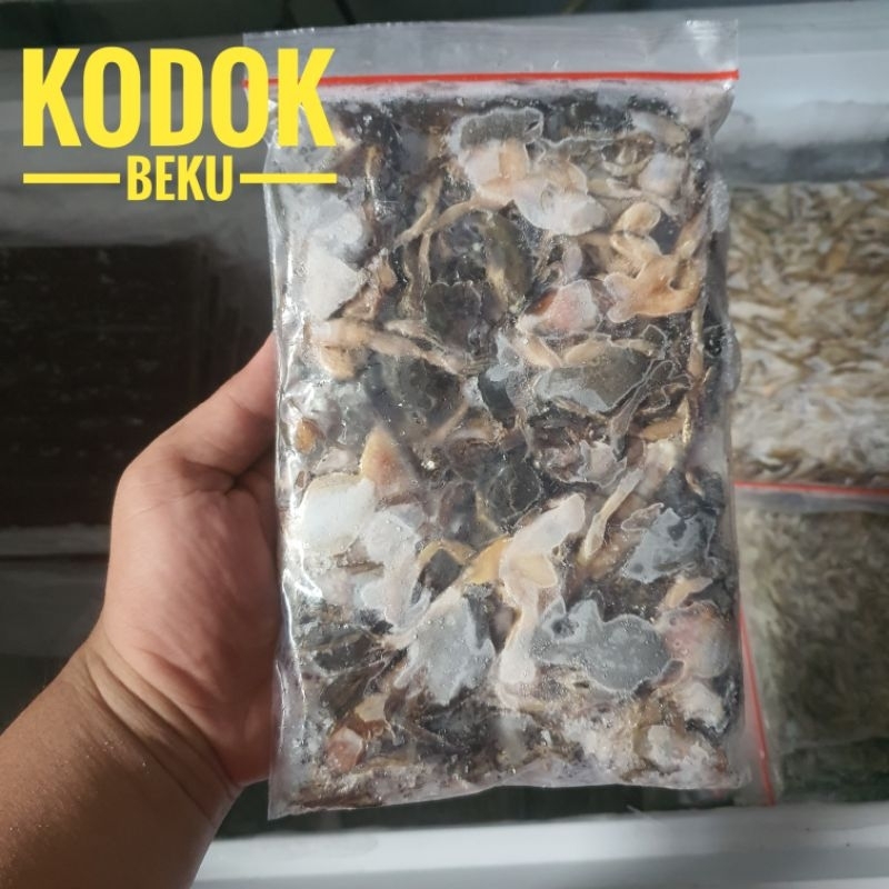 Katak Sawah / Kodok Sawah Pakan Ikan Arwana Predator