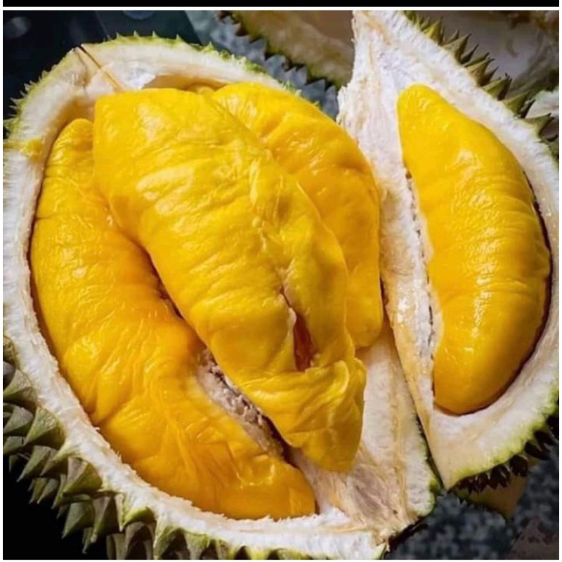 

DURIAN BAWOR UTUH MANIS CRIMY / BUAH DURIAN BAWOR BULAT -+ 3 kg