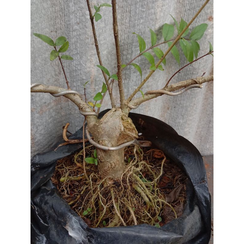 Bonsai anting putri - Tanaman hias Bonsai anting putri micro