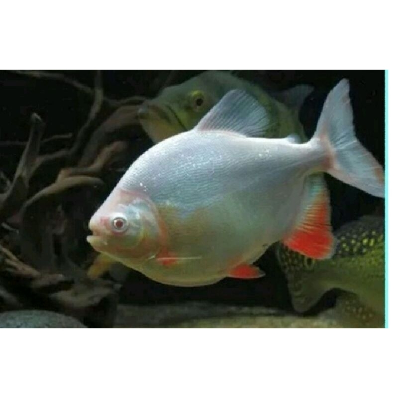 pacu albino