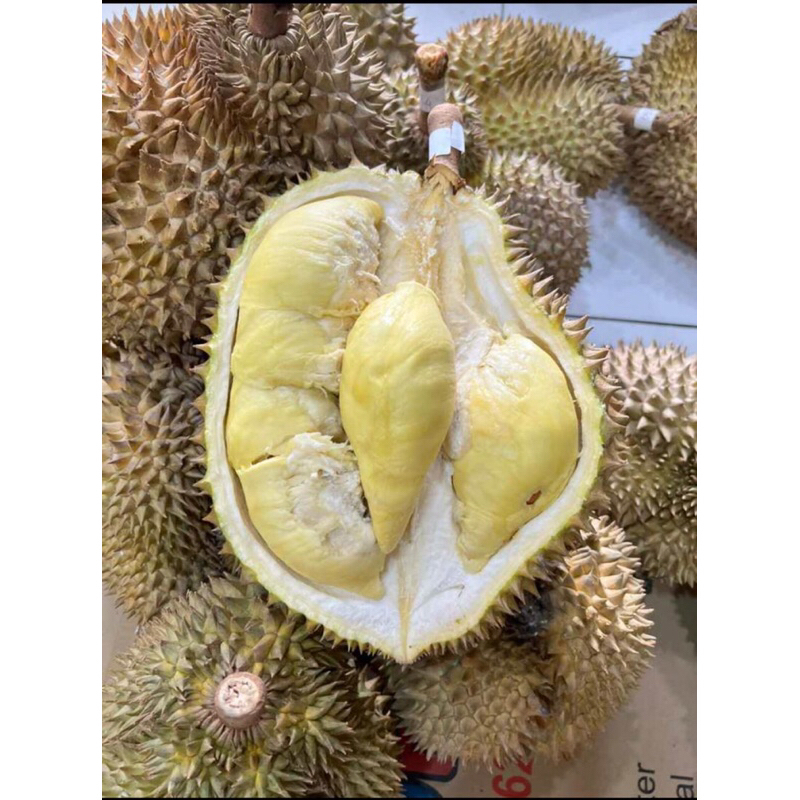 Buah Durian Montong / Monthong Palu Fresh Utuh 1 KG - 6 KG