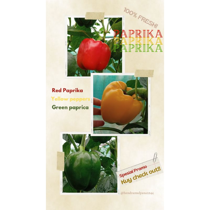 

PAPRIKA 3 warna fresh dipetik dari kebun sendiri (FREE/ BONUS 1 BUAH) BACA DESKRIPSI SEBELUM CHECK OUT!