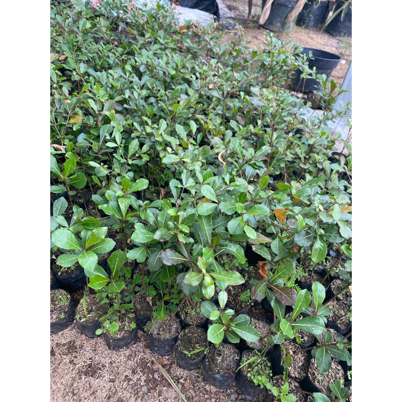 ketapang kencana mini