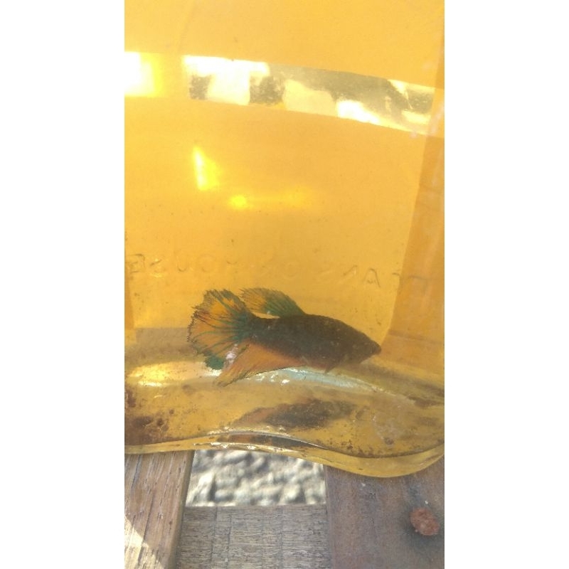 Ikan Cupang Hias Gratis Tanaman Air Aquarium