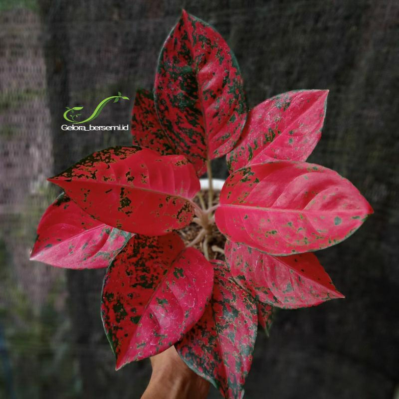 tanaman hias aglonema kochin AGOV / red diamond