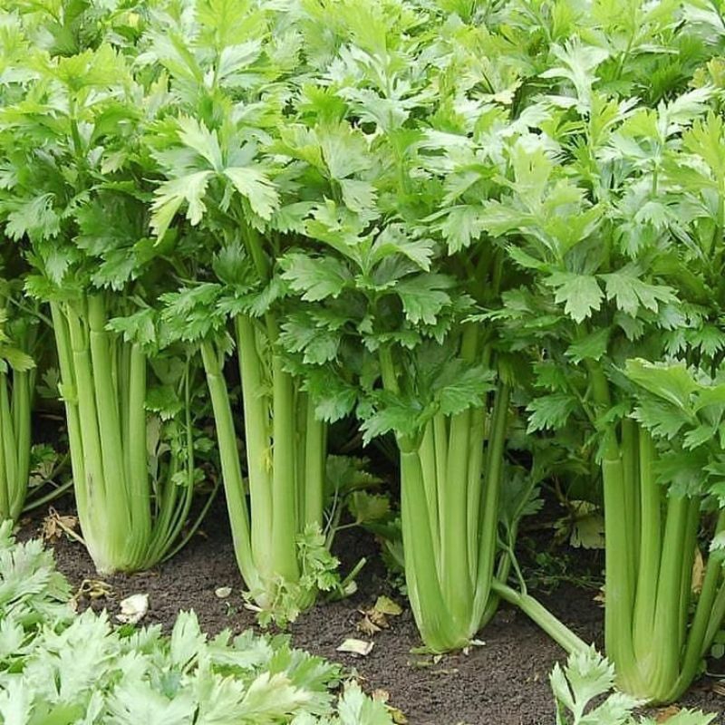 benih seledri jumbo/celery