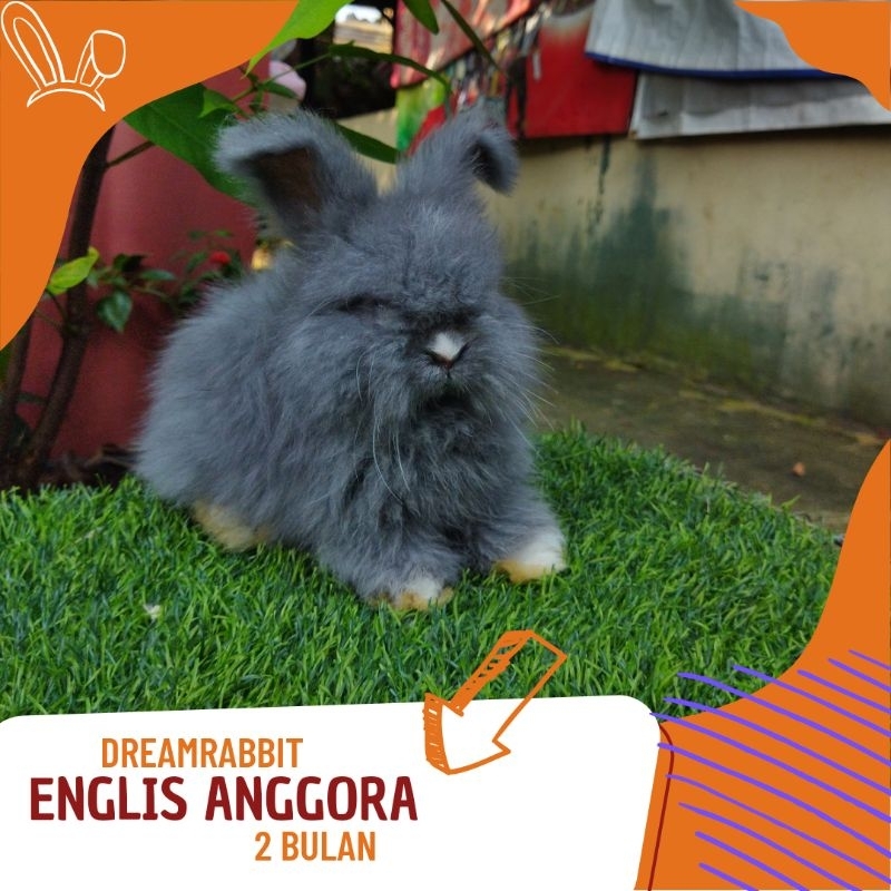 kelinci hias englis anggora warna Blue