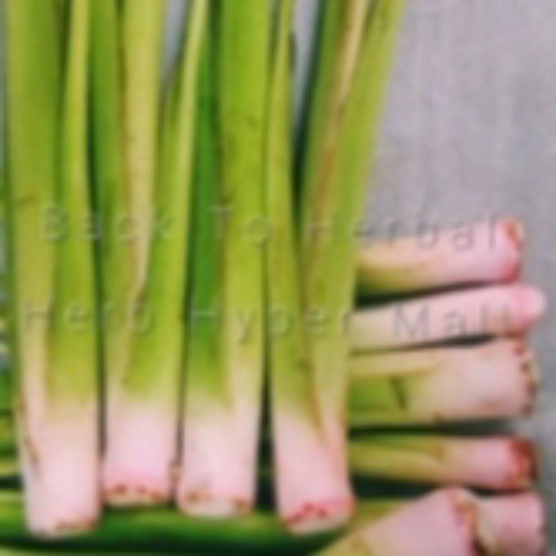 

Lompong hijau sayuran