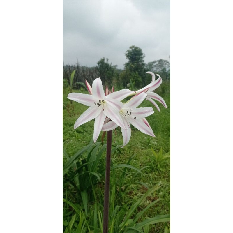 Umbi amarilis ungu/umbi amarilis/bibit bunga amarilis ungu gradasi putih  1kg