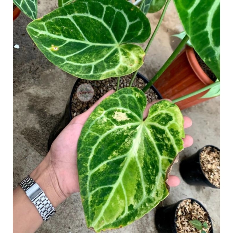 Anthurium kuping gajah crystallinum variegata