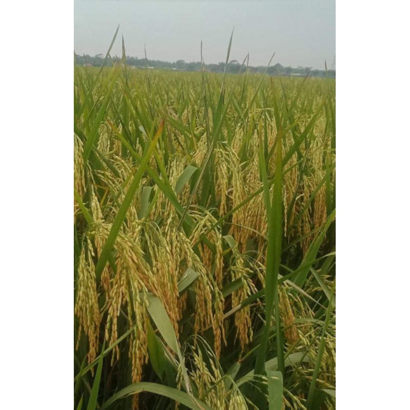 BENIH PADI VR46/Kmasan 5kg