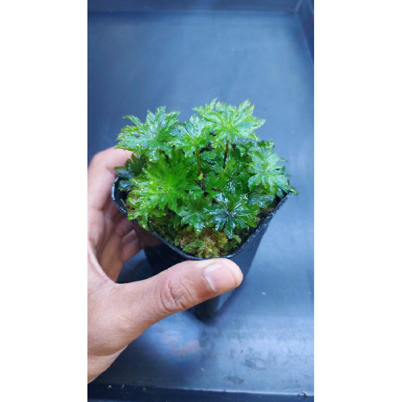 Umbrella moss Tanaman paludarium