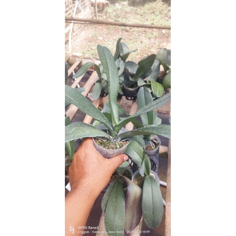 promo anggrek bulan dewasa