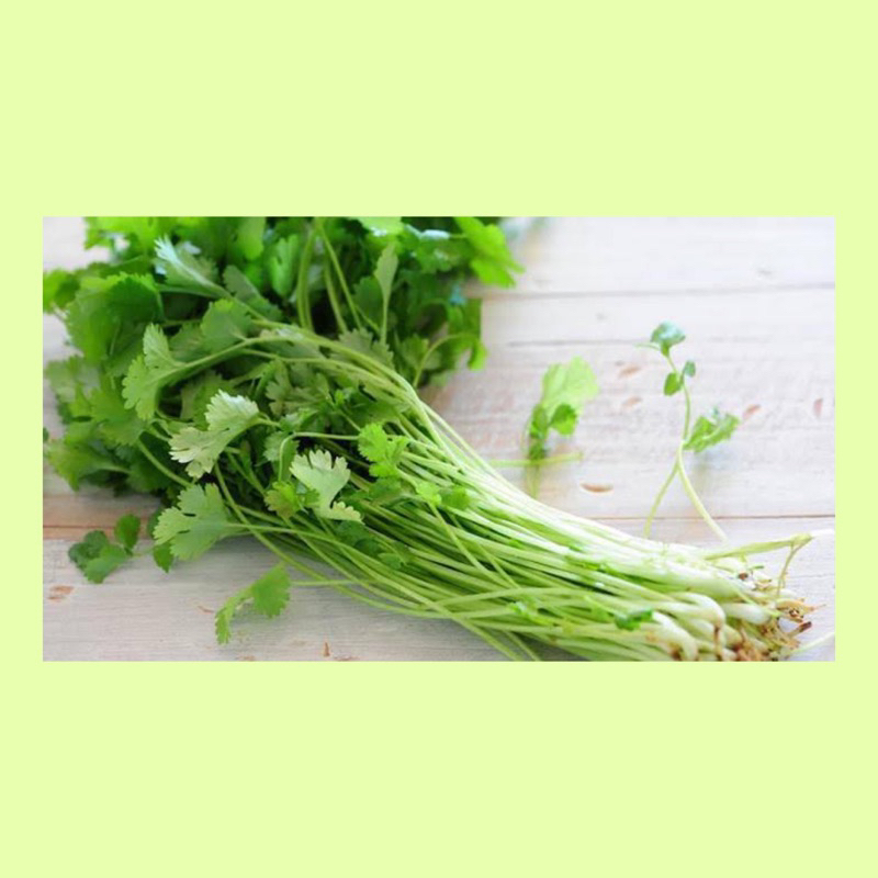 Daun ketumbar / wansui fresh