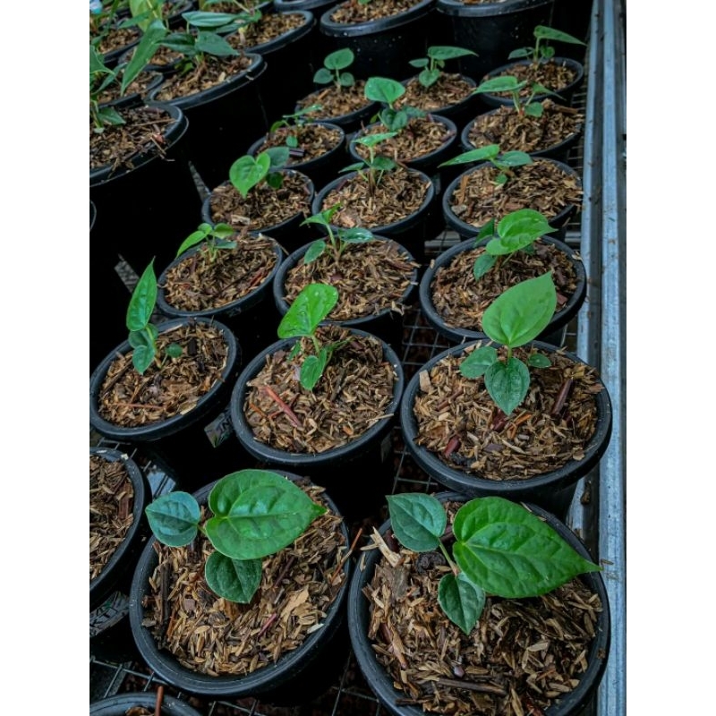 anthurium luxurians x dorayaki