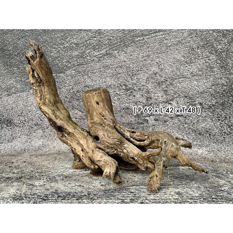 Kayu Santigi Laut Aquascape