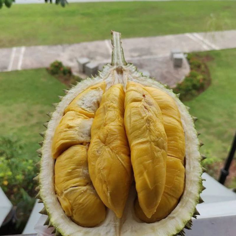 Bibit durian musangking kaki 3