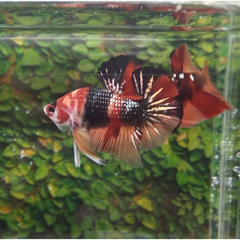 cupang nemo cooper mutasi termurah