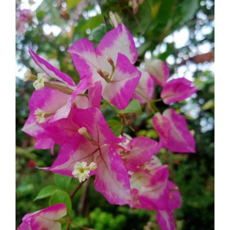 Stek Batang Bougenville import Lipstik