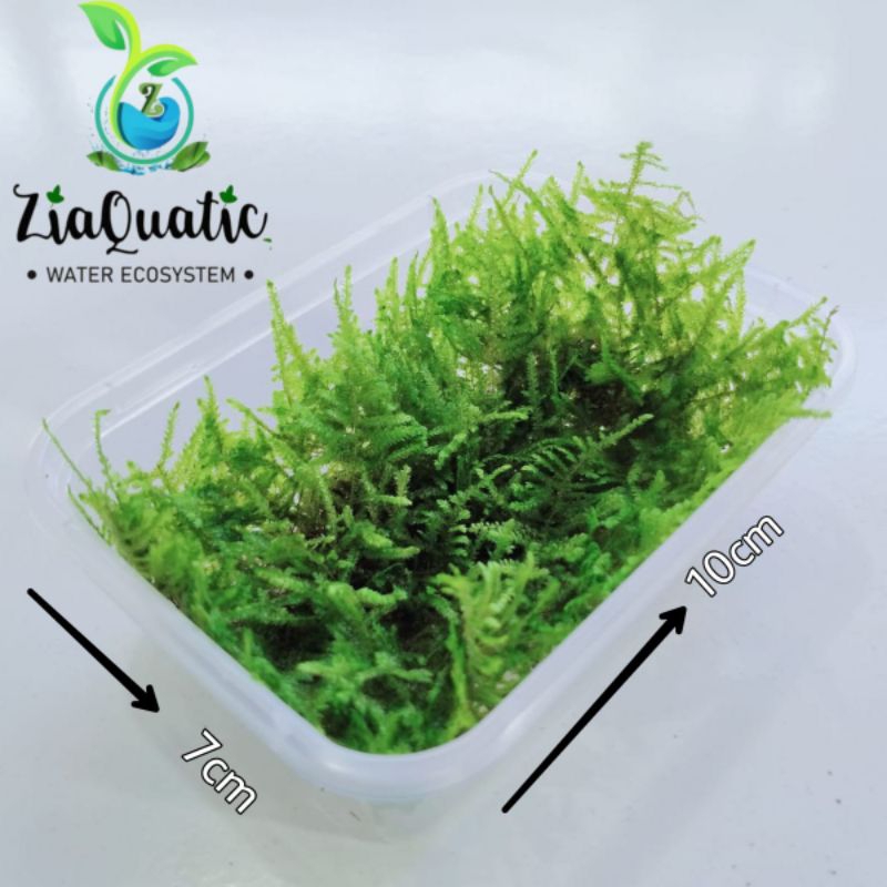 Christmas Moss/Xmess/Moss Hidup - Tanaman Paludarium Terrarium Vivarium Aquascape