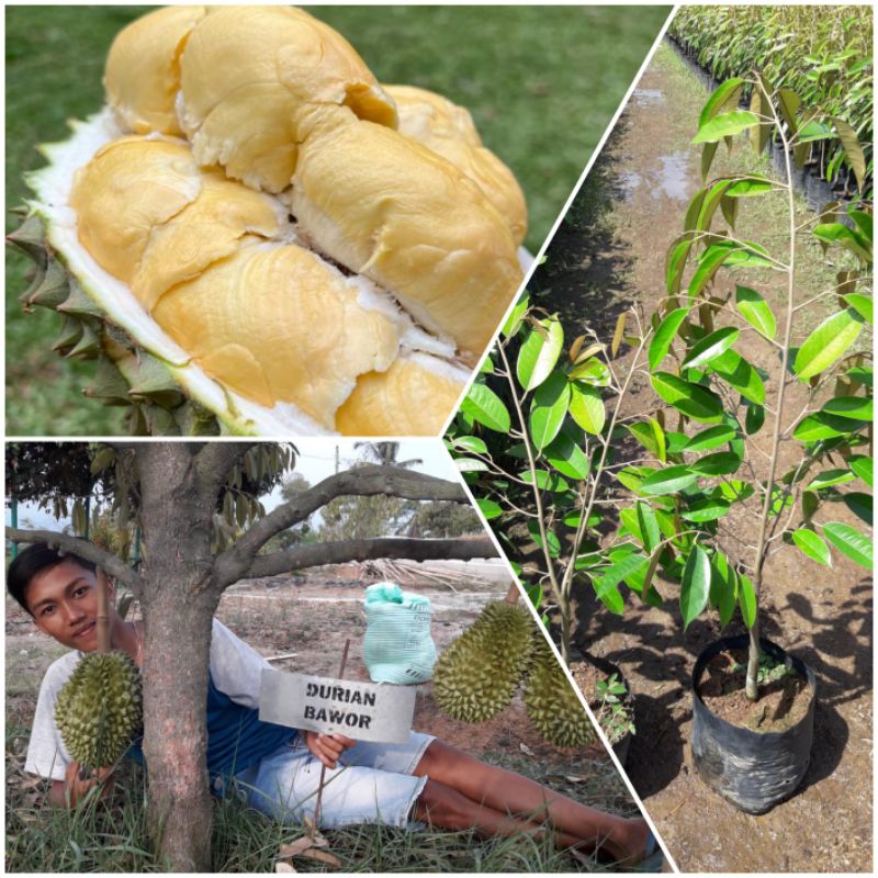 durian King Bawor asli Banyumas