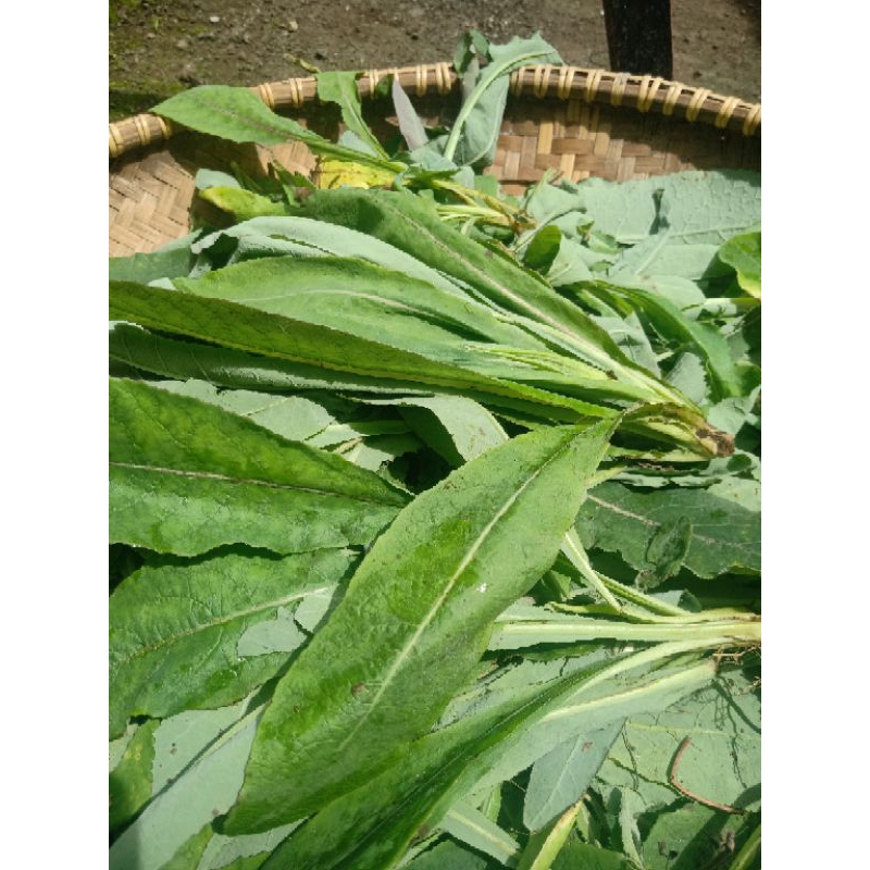 

DAUN TEMPUYUNG/JOMANG/JOMBANG/HERBAL kering 100gr