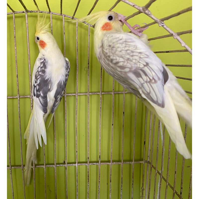Burung Parkit Australia Sepasang