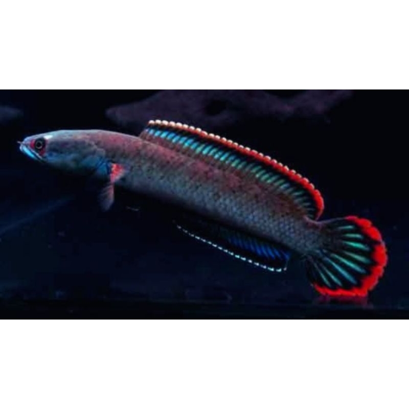 Limbata API Rim merah fire ice Flaring single tank 