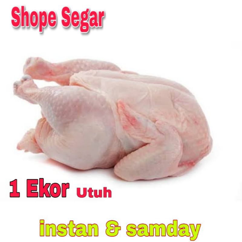 

ayam potong 1 ekor utuh