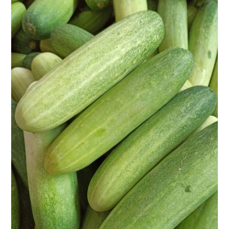 

Timun fresh 500gr