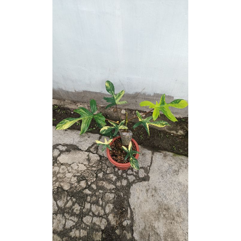 PHILODENDRON Florida biuty( varigata)