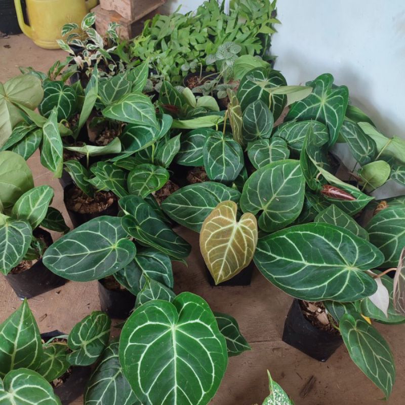 Anthurium kuping gajah / anturium clarinervium / Tanaman hias kuping gajah jumbo / murah
