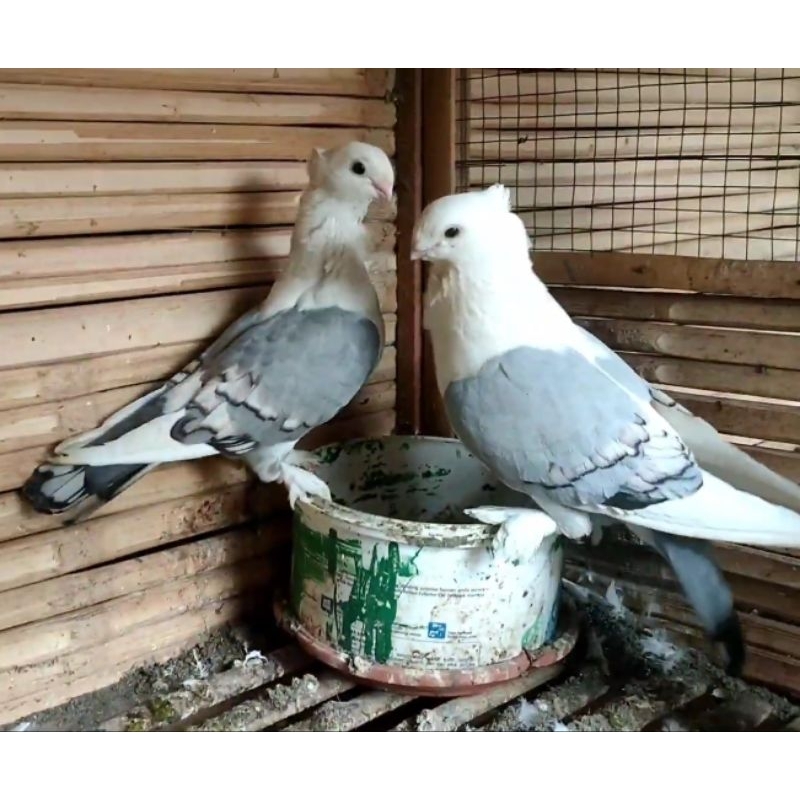 Merpati Bluenet Sepasang