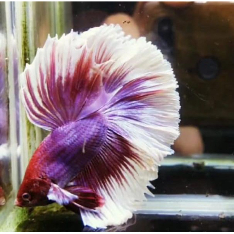 cupang halfmoon genetic rosetail cerah