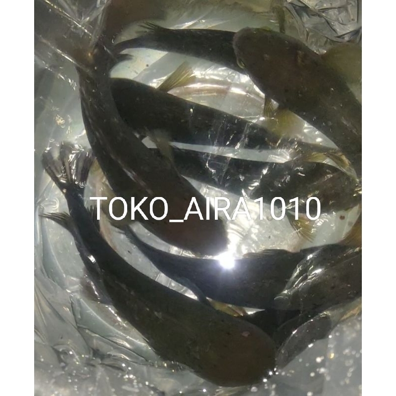 Ikan betok sepasang/indukan