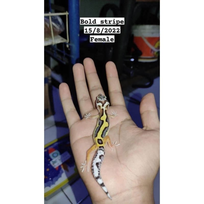 Leopard Gecko Bold Stripe Female, Murah Free Kalsium.