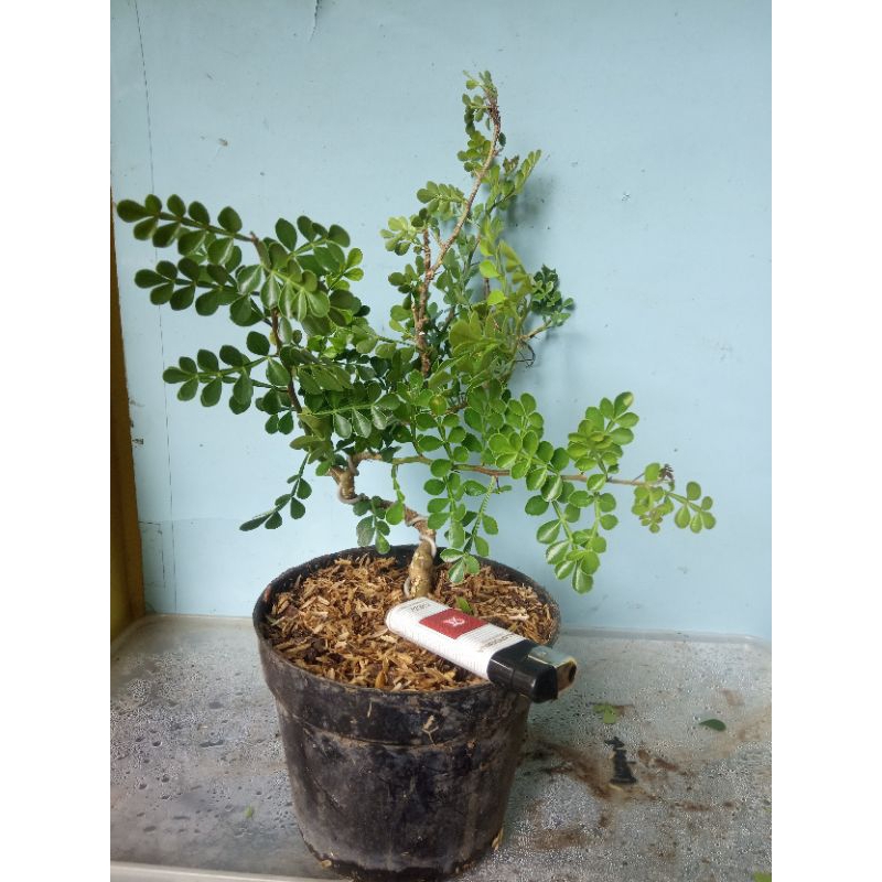 Bahan Bonsai Mame Kawista Plintir 01