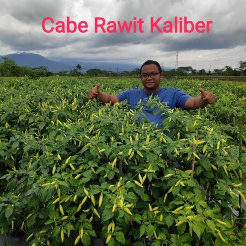 Benih bibit cabai rawit kaliber cabe rawit kaliber