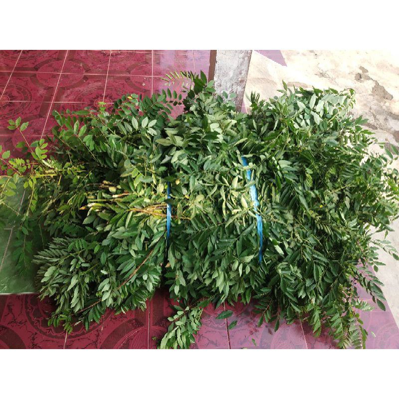 Daun indigofera segar 500 gram/daun indigofera segar/pakan ternak/500gram