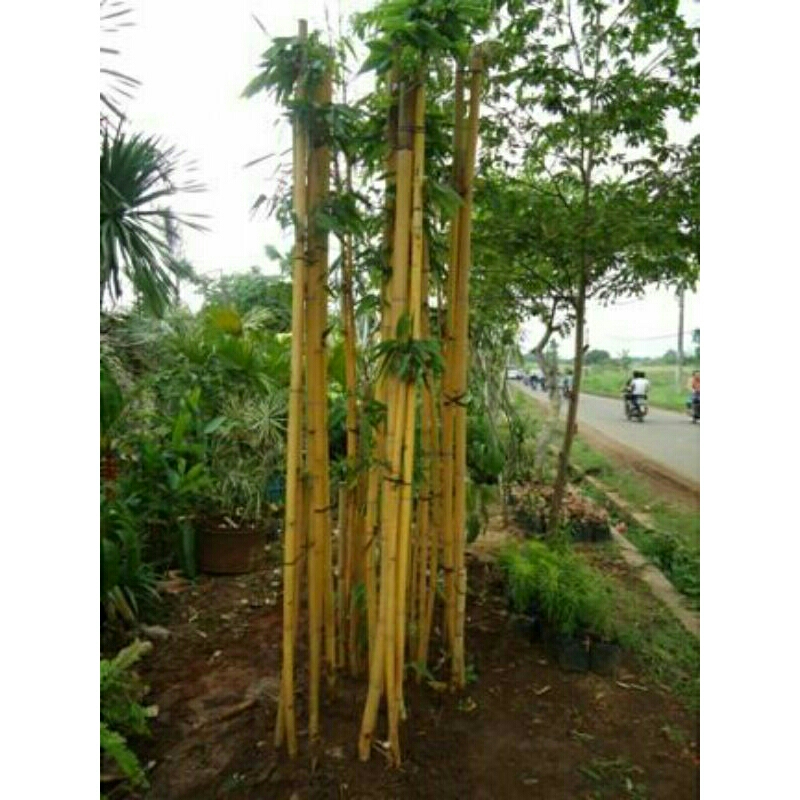 Tanaman Bambu kuning untuk pagar