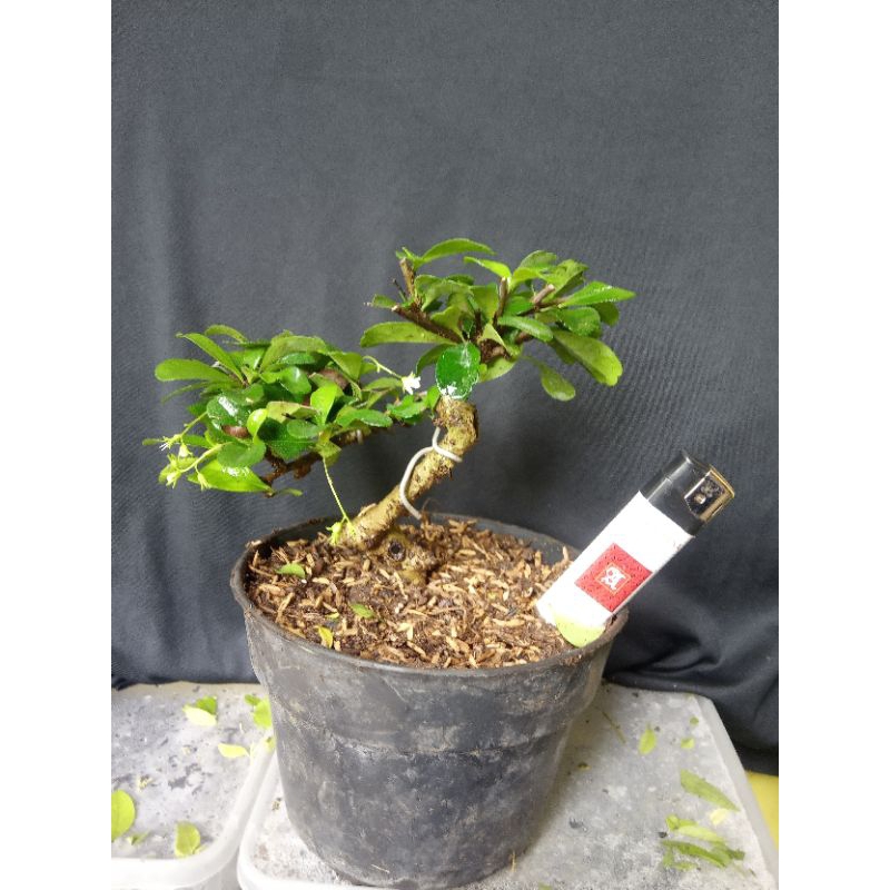 Bonsai Mame Hokiantea Retusa Import