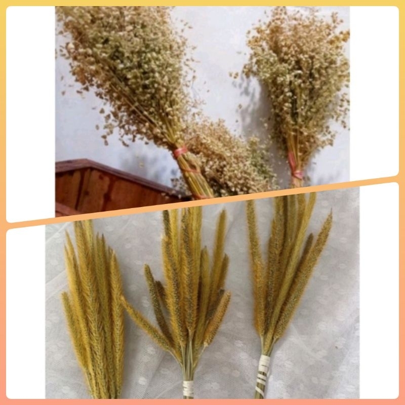 BUNGA KERING  BUNGA DEKORASI