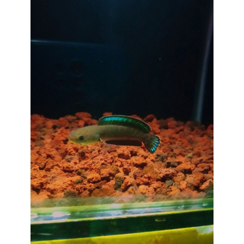 Chana andrao grade A++ single tank