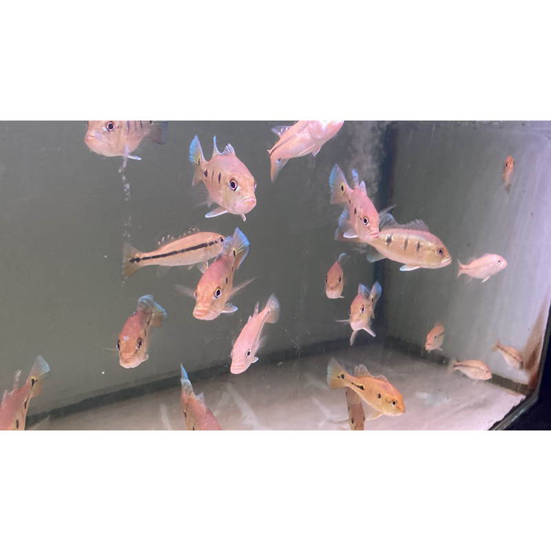 

pbass orinoco