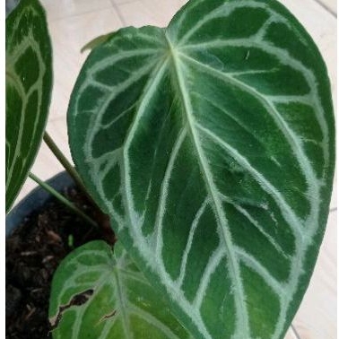 Anthurium Kuping Gajah Karet Jumbo